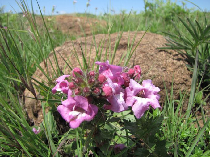 Graderia scabra